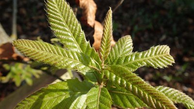 Quercus castaneifolia 'Green Spire' - dub kaštanolistý